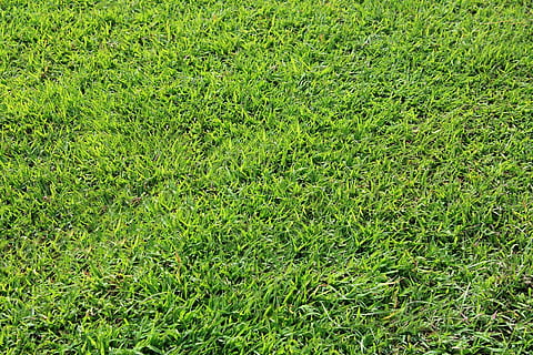 grass field during day, grass background, green grass, leaves HD wallpaper