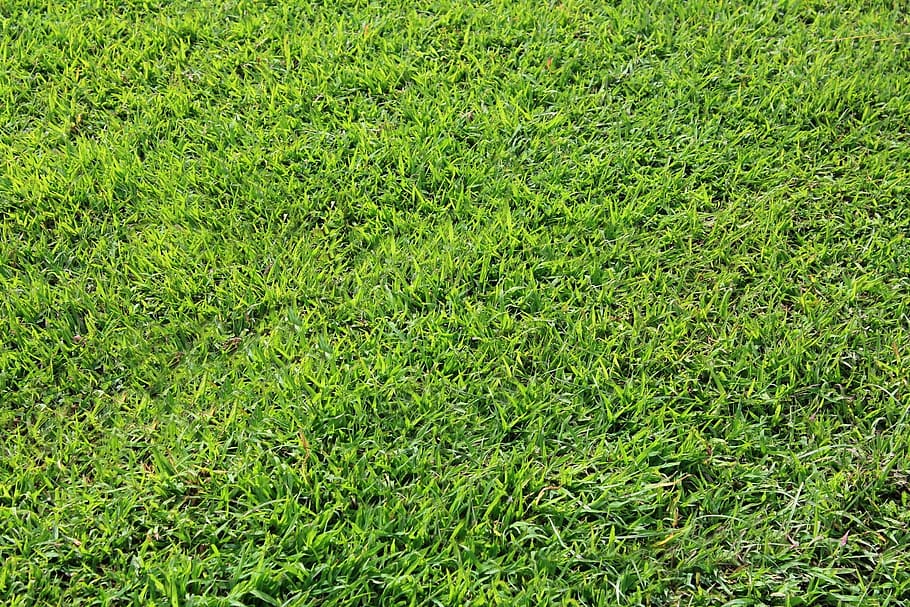 grass field during day, grass background, green grass, leaves HD wallpaper