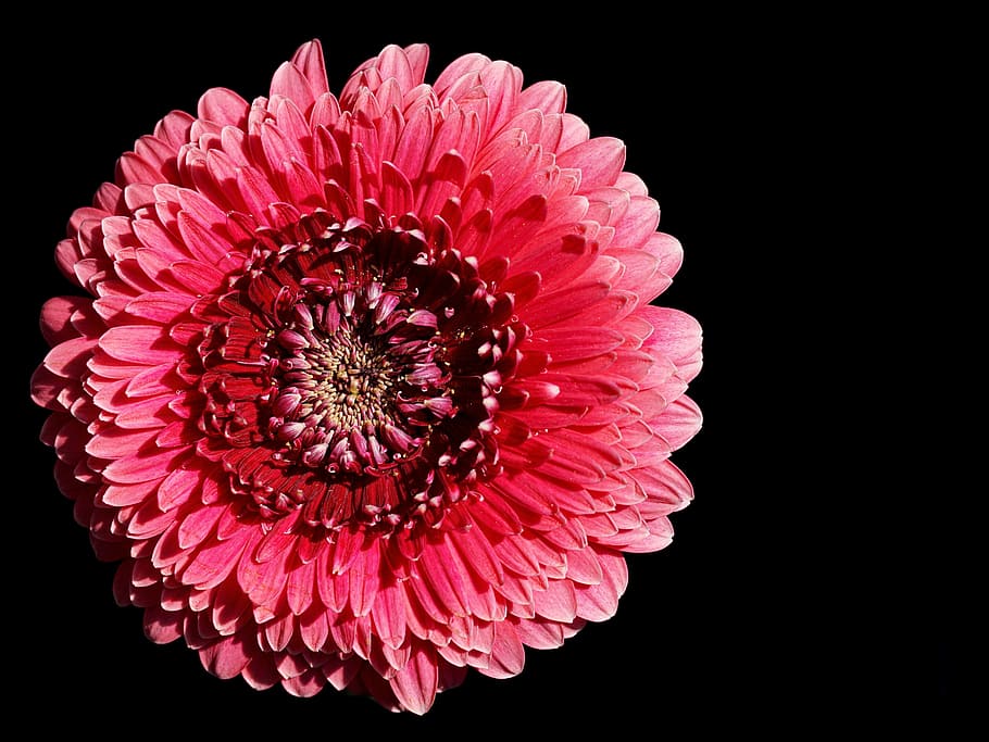 close-up photography of pink gerber daisy, gerbera, blossom, bloom, HD wallpaper