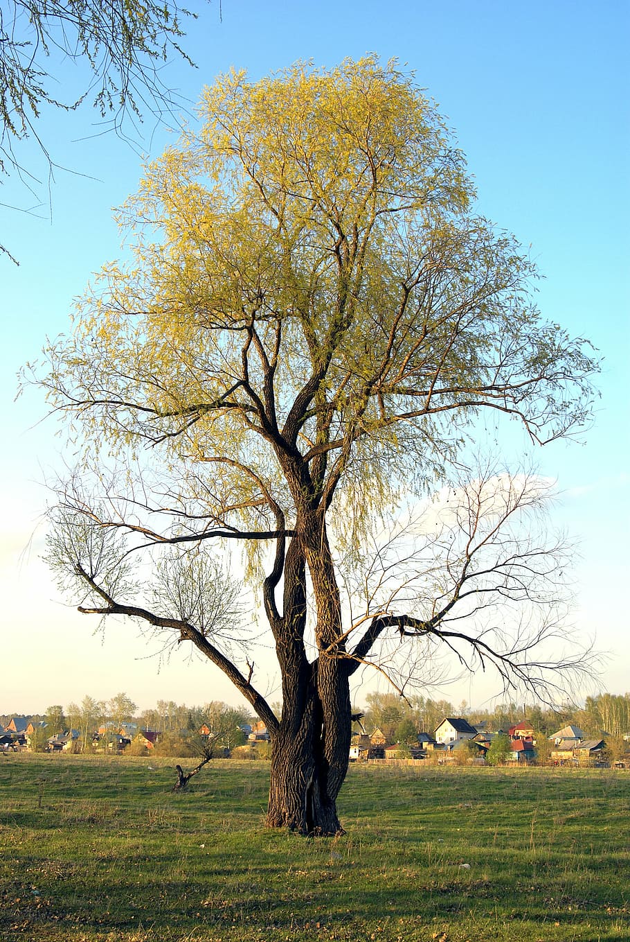 tree, one, blooms, spring, field, blue sky, nature, landscape HD wallpaper
