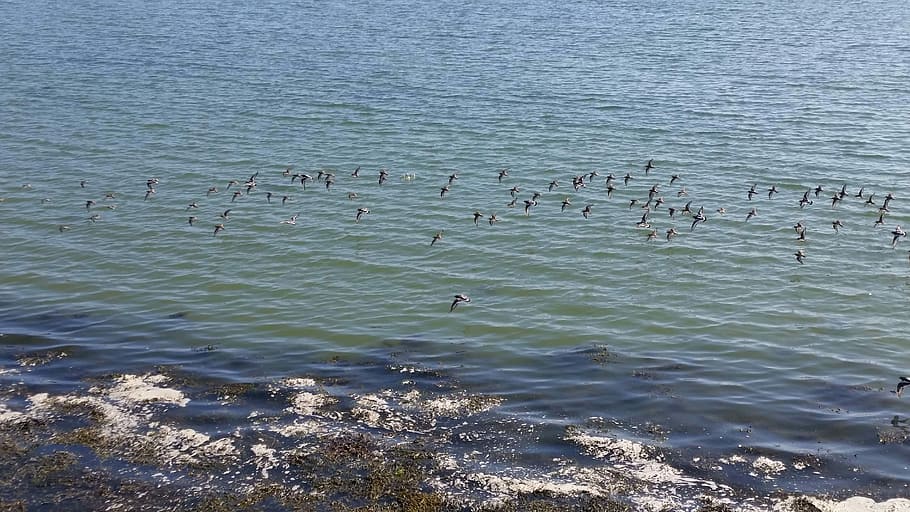 Birds, Flying, Beach, Scenery, Lan, landscape, ocean, sea, water HD wallpaper
