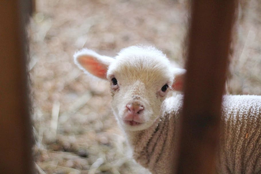 sheep, lamb, ram, animal, outside, wood, blur, mammal, one animal HD wallpaper