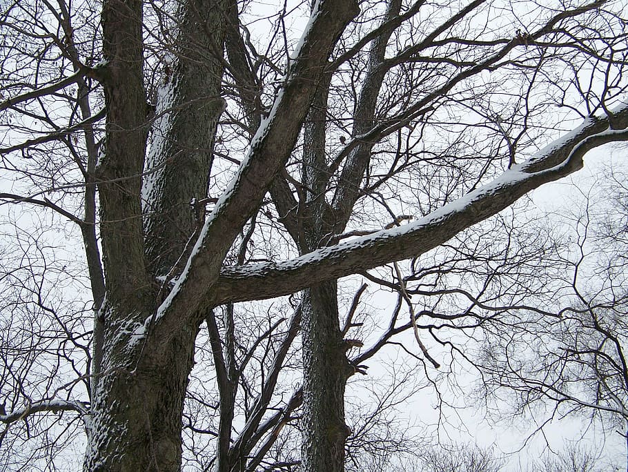 trees, snow, nature, forest, woods, winter, bare tree, branch HD wallpaper