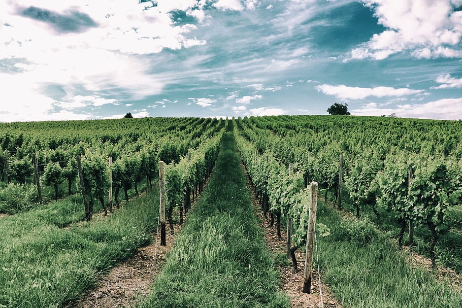 green grass field during daytime, vineyard, vines, slope, plant HD wallpaper