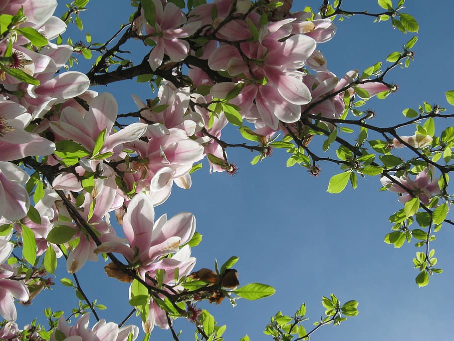 tree, blossom, bloom, spring, magniolie, pink, leaves, flower HD wallpaper