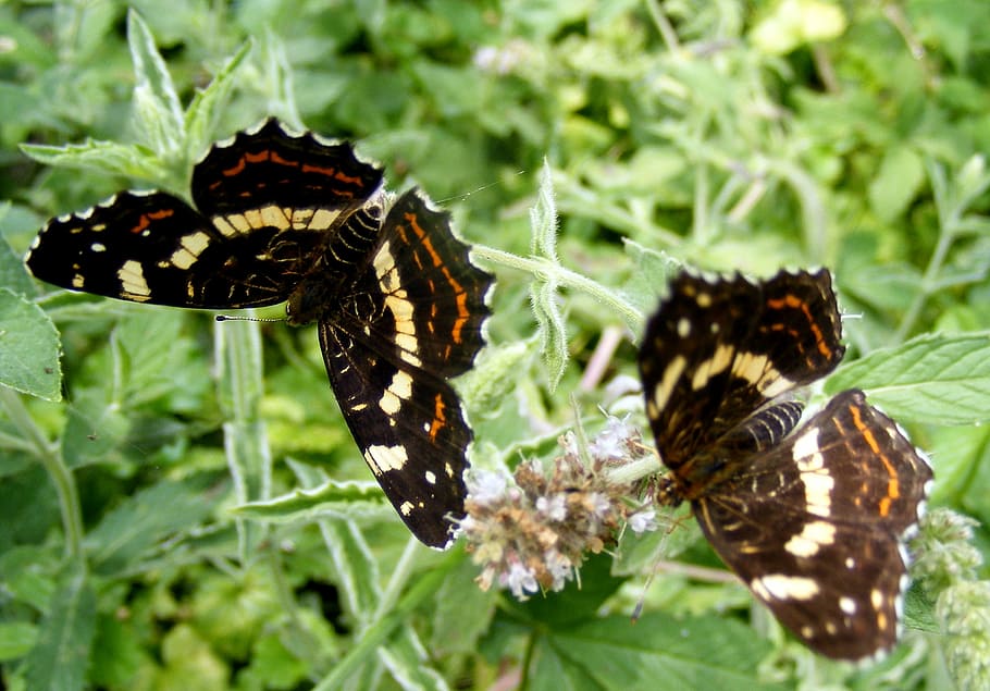 butterfly, brown, leaf, flower, green, nature, grass, insecta HD wallpaper