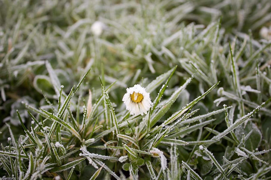 white petaled flower about to bloom, frost, cold weather, ze HD wallpaper
