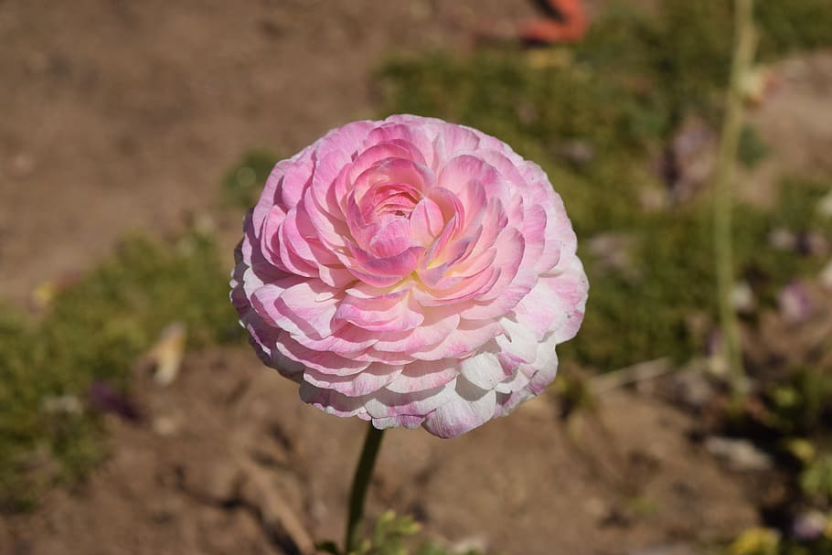 Ranunculus, Pink, Flower, Blossom, nature, plant, close-up HD wallpaper