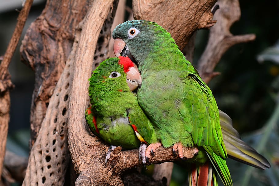 two red-crowned parrots perched on tree, green, lovebirds, animal