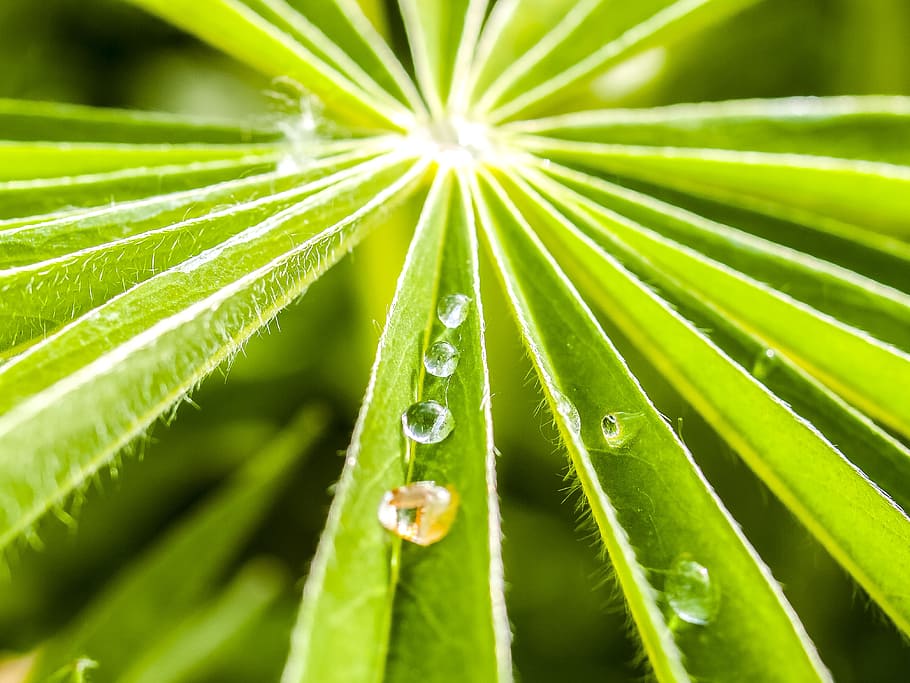 Leaf, Drip, Nature, Plant, green color, growth, freshness, plant part HD wallpaper
