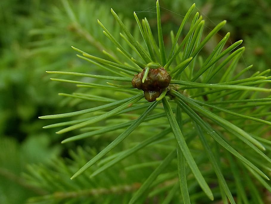 needle, pine, tree, evergreen, branch, coniferous tree, green color HD wallpaper