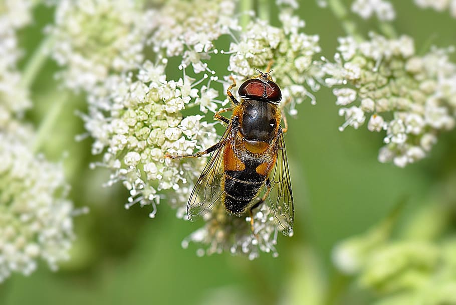 brown and black hoverfly shallow focus photography, mist bee HD wallpaper
