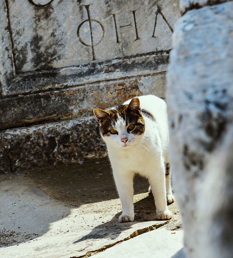 Cat building. Здание кошка. Building Cat.