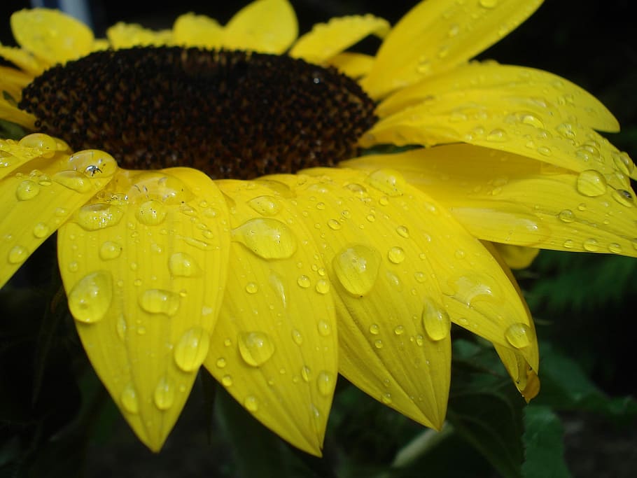 Sun Flower, Close, Raindrop, Yellow, nature, plant, petal, beauty In Nature HD wallpaper