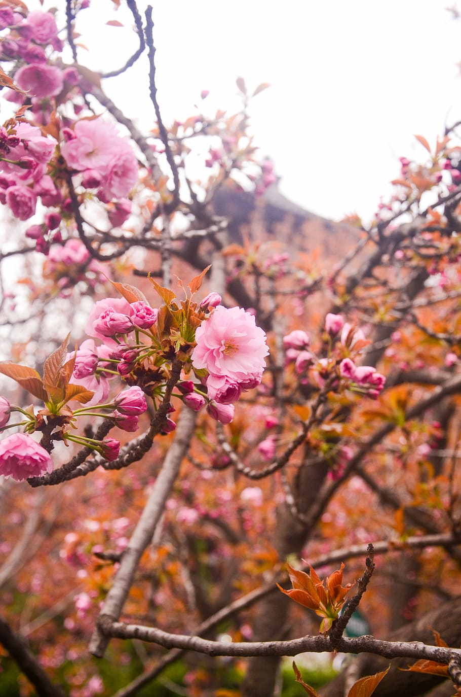 qinglong temple, cherry blossom, ancient, plant, flowering plant HD wallpaper