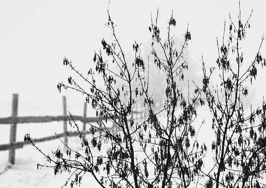 snow, winter, cold, landscape, fence, wintry, white, forest HD wallpaper