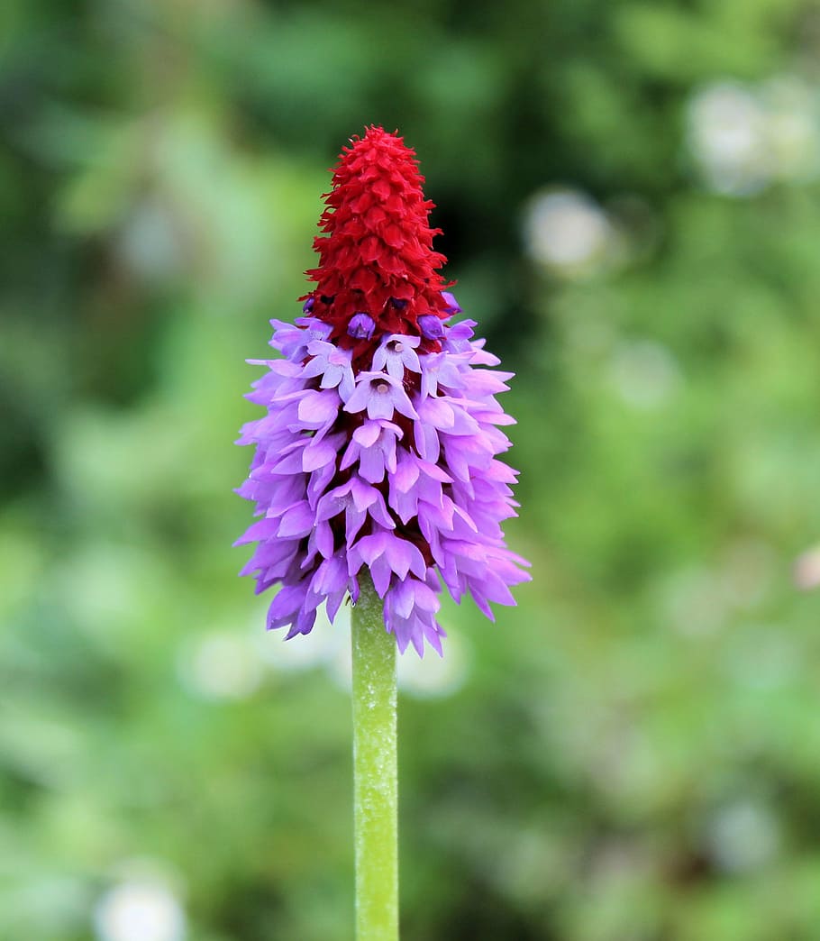 HD wallpaper: rocket flower, purple, red, spring, summer, garden ...