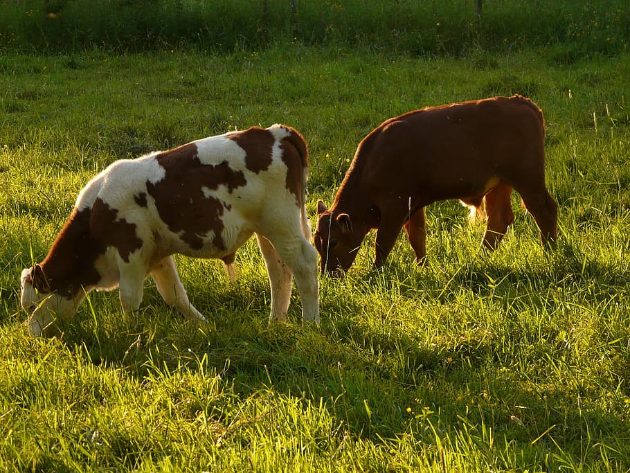 cows, cattle, beef, bos primigenius taurus, livestock, agriculture HD wallpaper