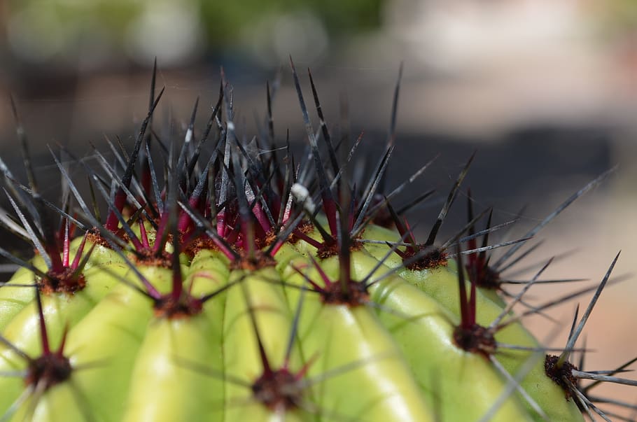 sahuaro, desert, thorns, selective focus, close-up, plant, day HD wallpaper