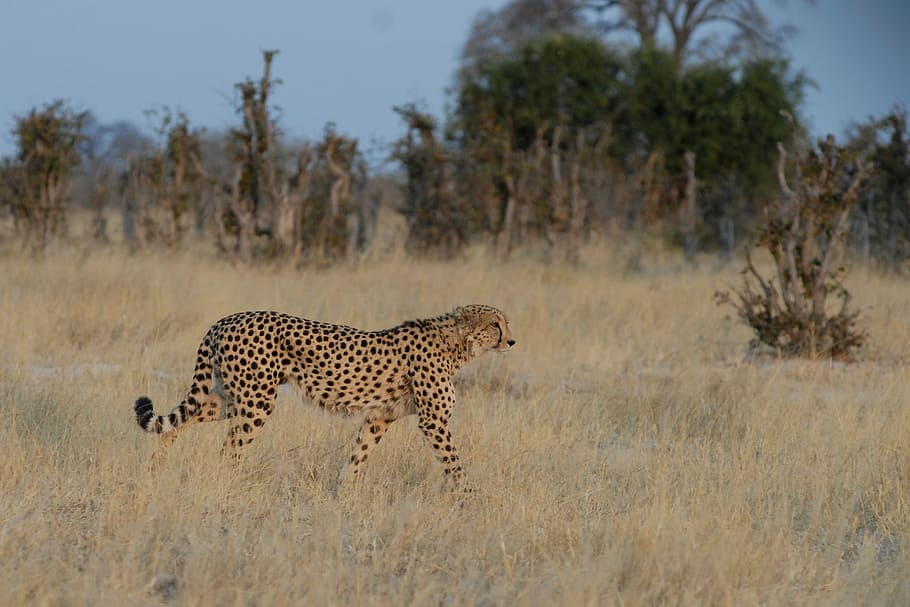 brown and black Cheetah on grass during daytime, Botswana, Chobe HD wallpaper