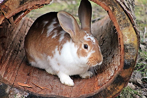 brown and white rabbit on tree log during daytime, hare, easter HD wallpaper
