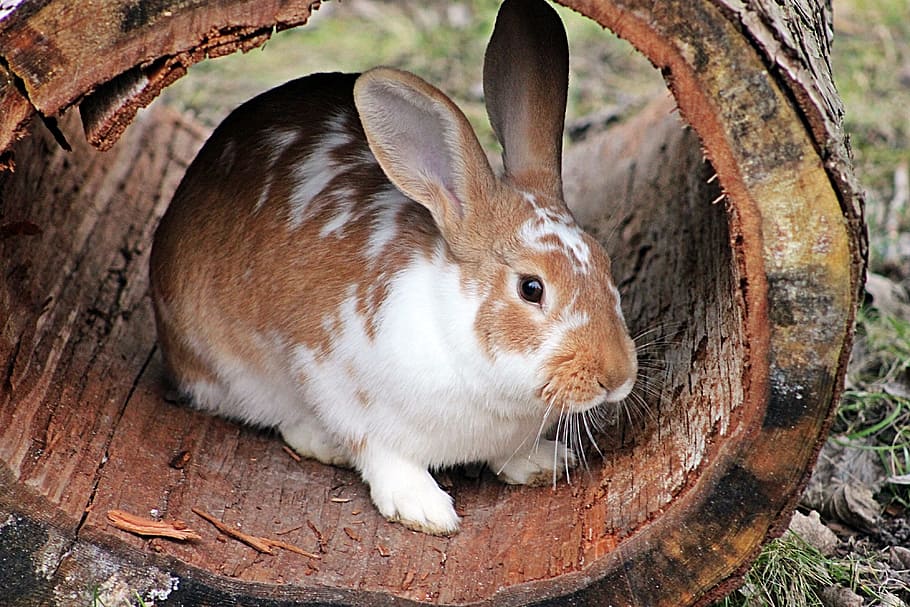 brown and white rabbit on tree log during daytime, hare, easter
