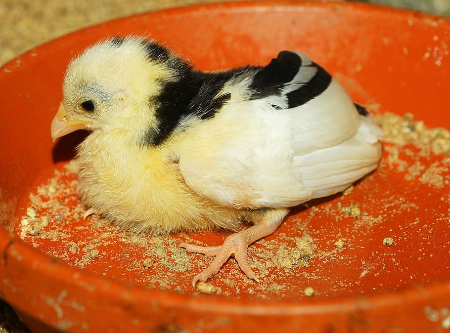 Chicks, Sweet, Cute, Yellow, Small, water bird, funny, animal child HD wallpaper