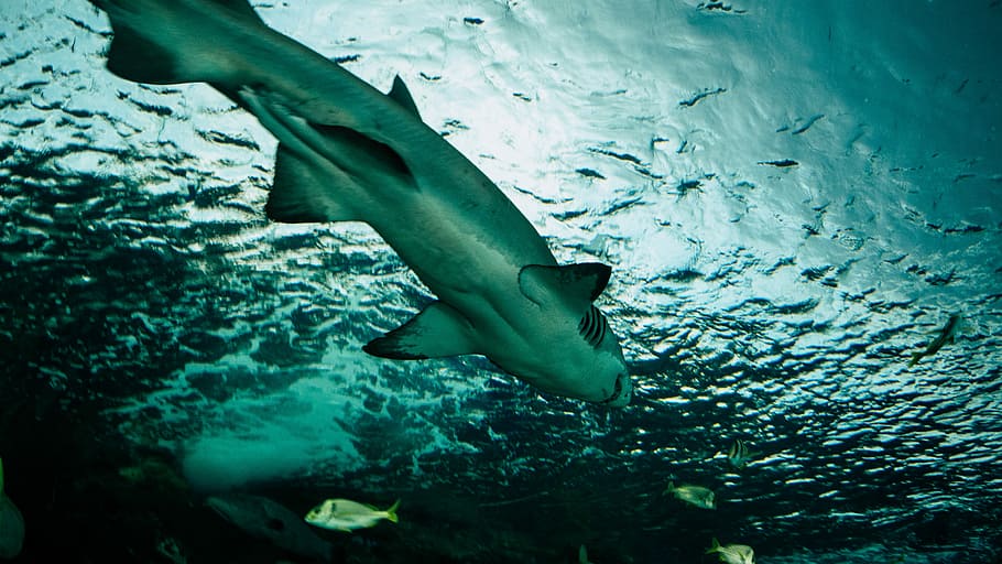 shark swimming in body of water, gray shark underwater, fish HD wallpaper