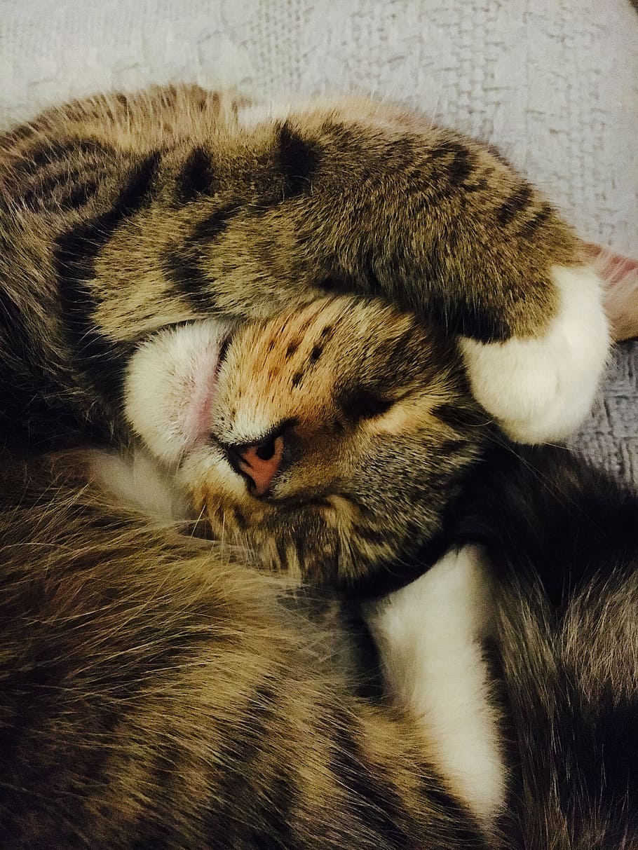 cat, funny, sleepy, sleeping, domestic, cute, pet, animal, funny cat HD wallpaper