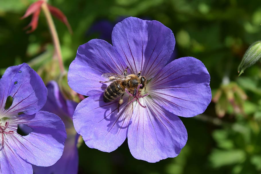 cranesbill, flower, close, bee, insect, pollination, hummel HD wallpaper