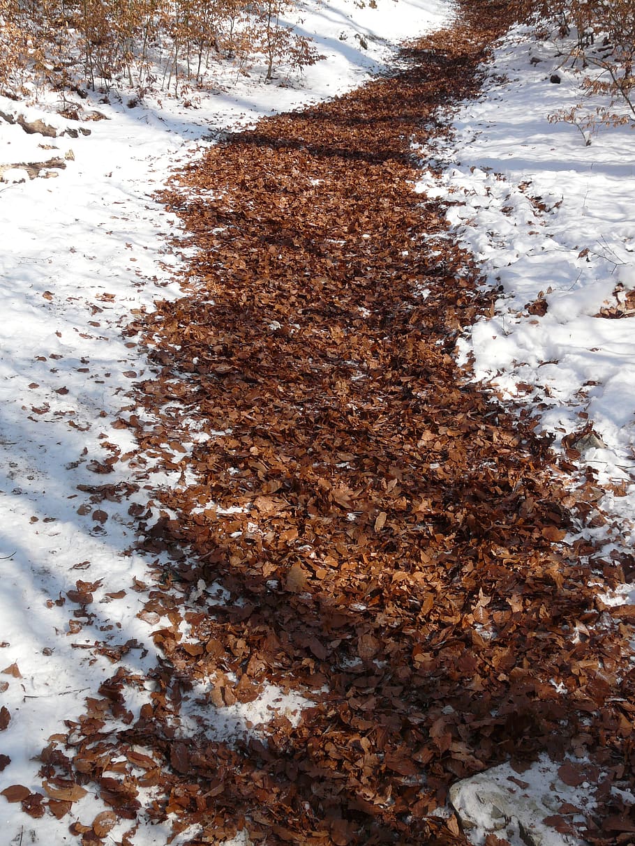 forest path, trail, migratory path, run, hiking, leaves, winter HD wallpaper