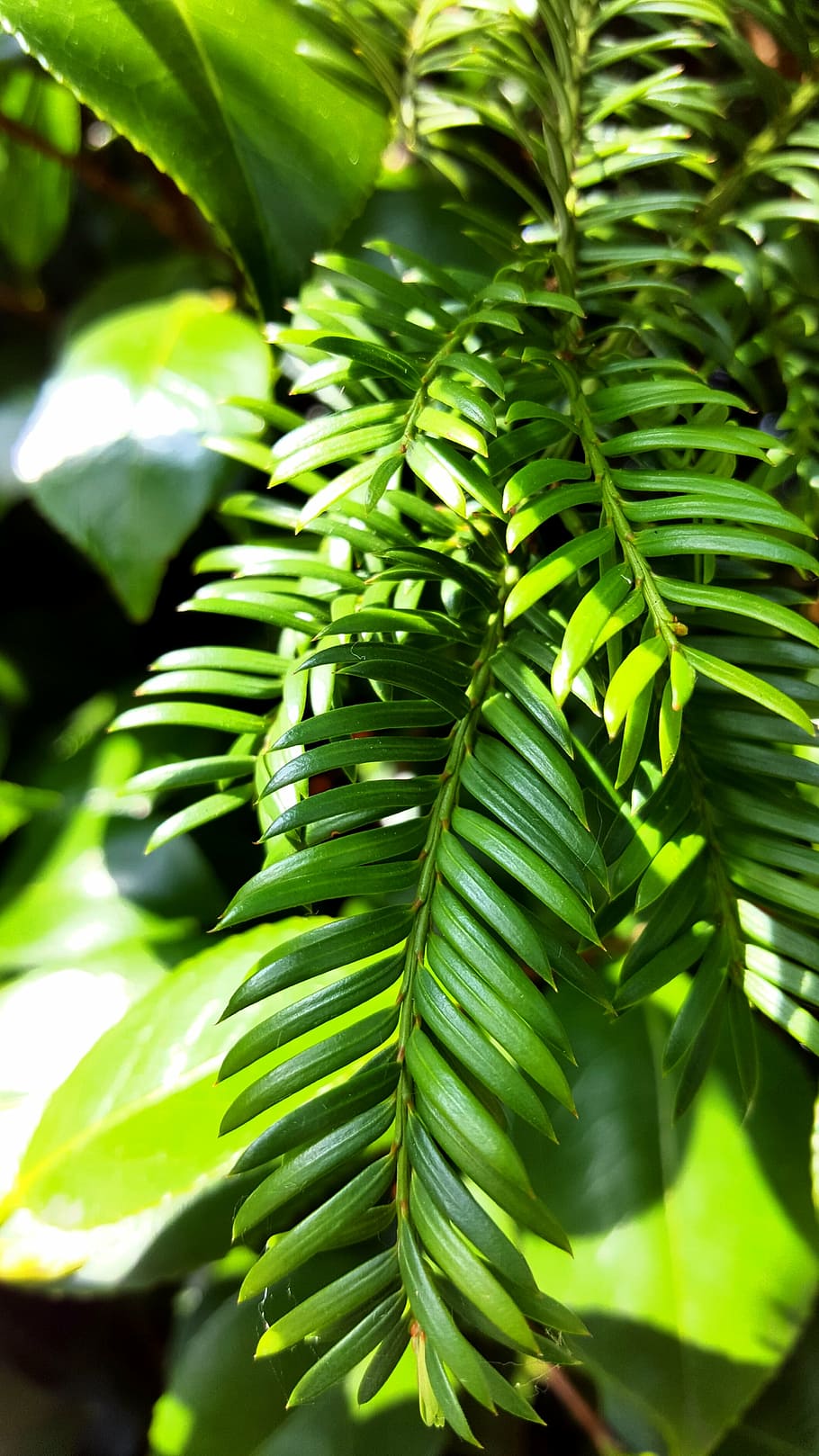 green, nature, tree, forest, peace, green color, leaf, growth HD wallpaper