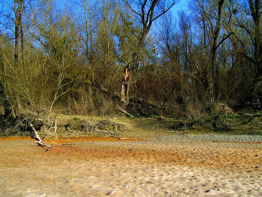 untouched nature, drava, sandy beach, tree, forest, outdoors HD wallpaper