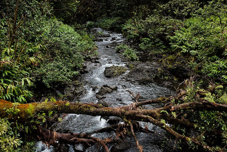 river surrounded by grass, creek, stream, water, brook, flow HD wallpaper