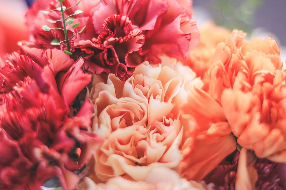 close up photo of red and pink flowers, nature, petal, close-up HD wallpaper