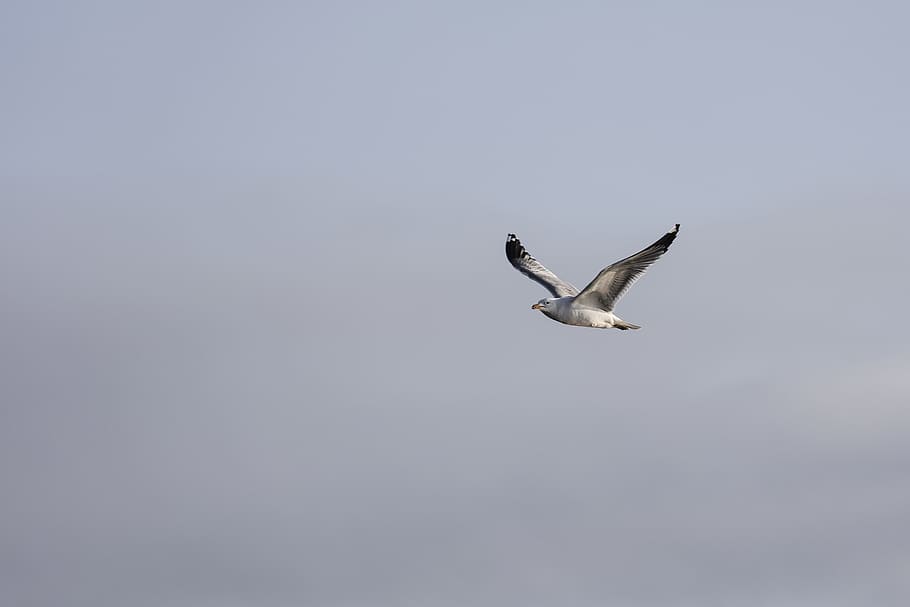 bird flying during daytime, white bird flying under white clouds HD wallpaper