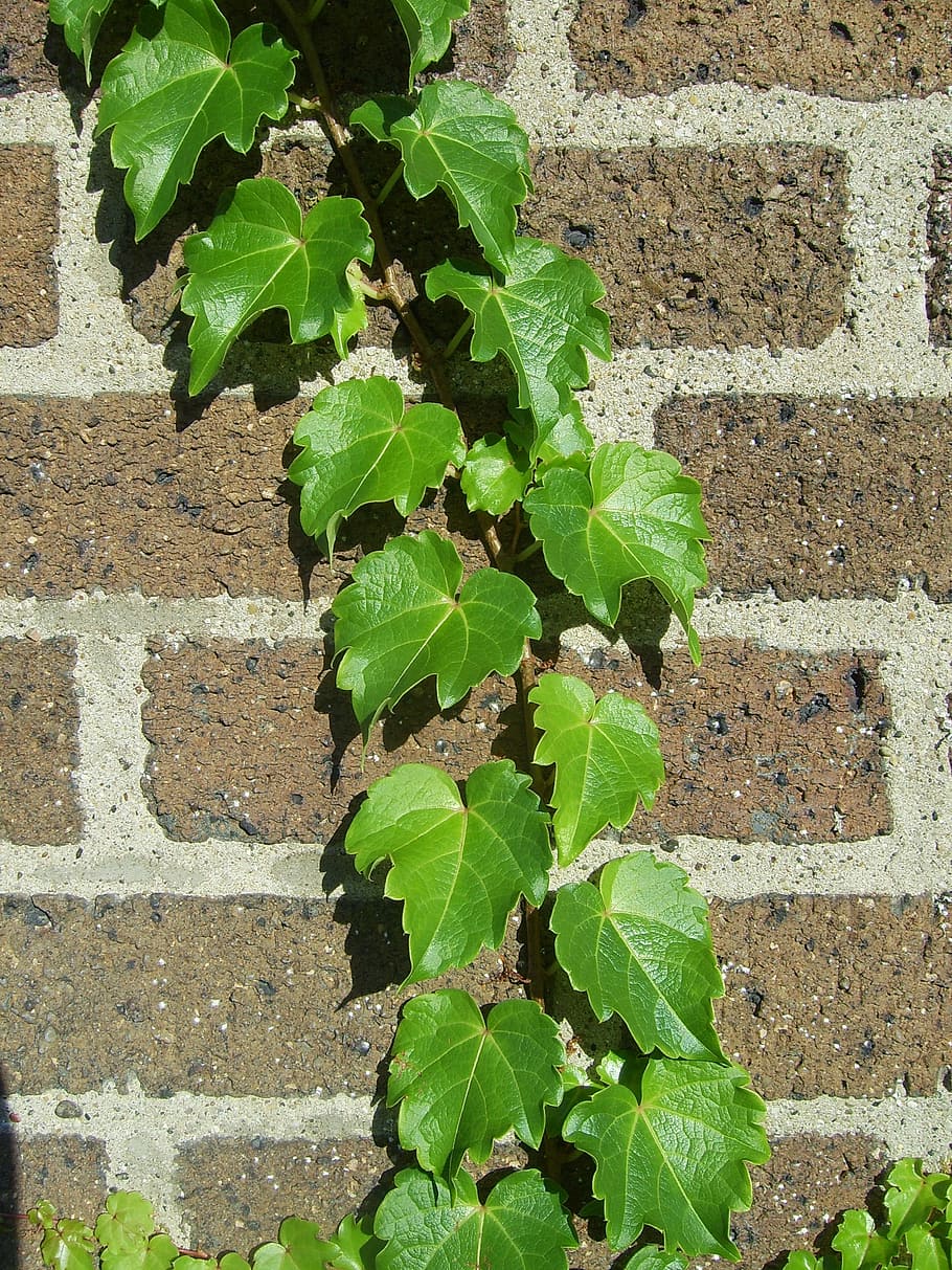 Climber, Leaves, Stone Wall, entwine, leaf, green color, plant HD wallpaper