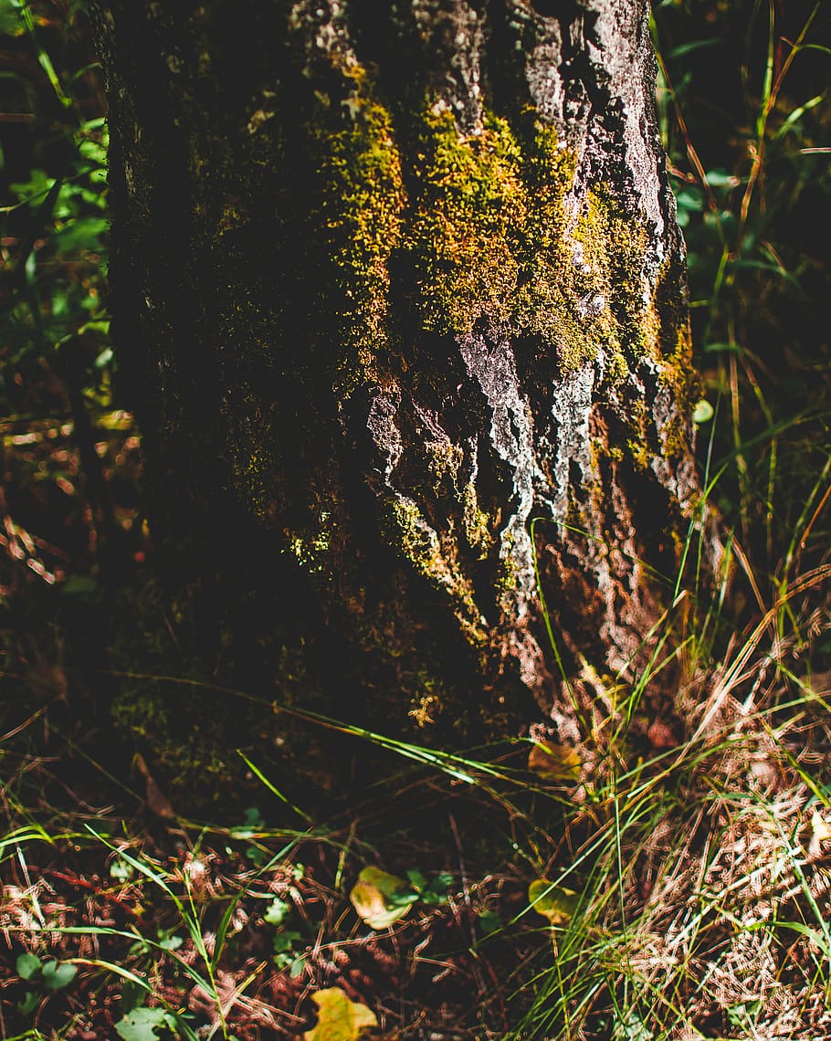 moss on tree, photo of green leafed plant beside tree, bark, woodland HD wallpaper