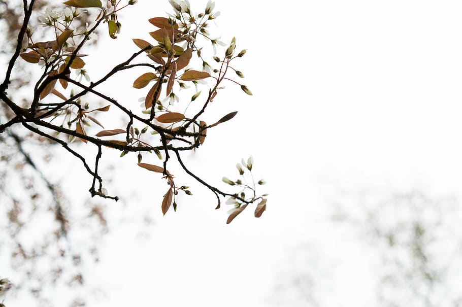 tree, white, nature, spring, romantic, plant, branch, sky, beauty in nature HD wallpaper