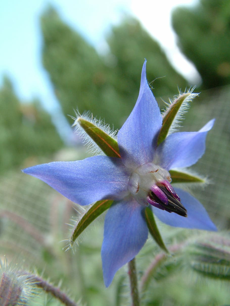 Flower, Borage, Spring, Blue, White, blue white, petal, close-up HD wallpaper
