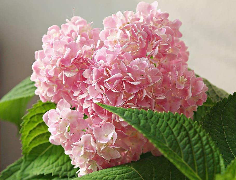 Tree, Flowers, Nature, Pink, bright, spectacular, the pink flowers HD wallpaper
