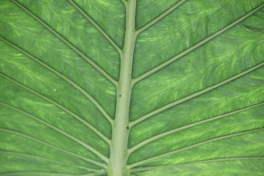 Structure, Plant, Palm Leaf, green, chlorophyll, nature, pattern HD wallpaper
