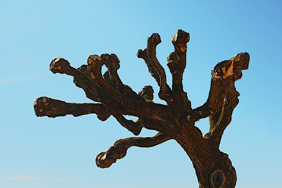tree, sky, blue, without sheet, nature, clear sky, no people HD wallpaper