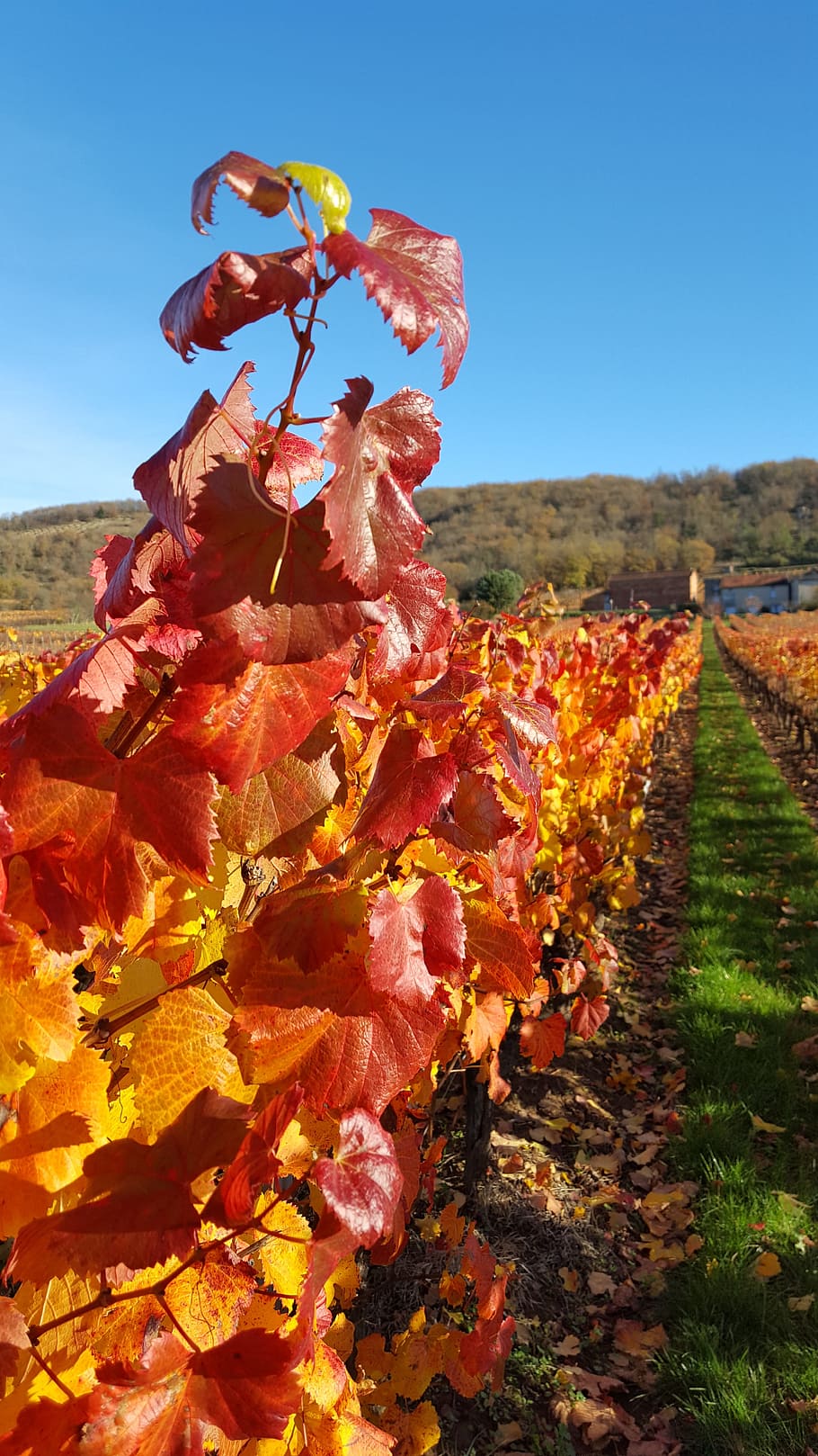 vine, vineyard, leaves, winery, grape, harvest, agriculture, HD wallpaper