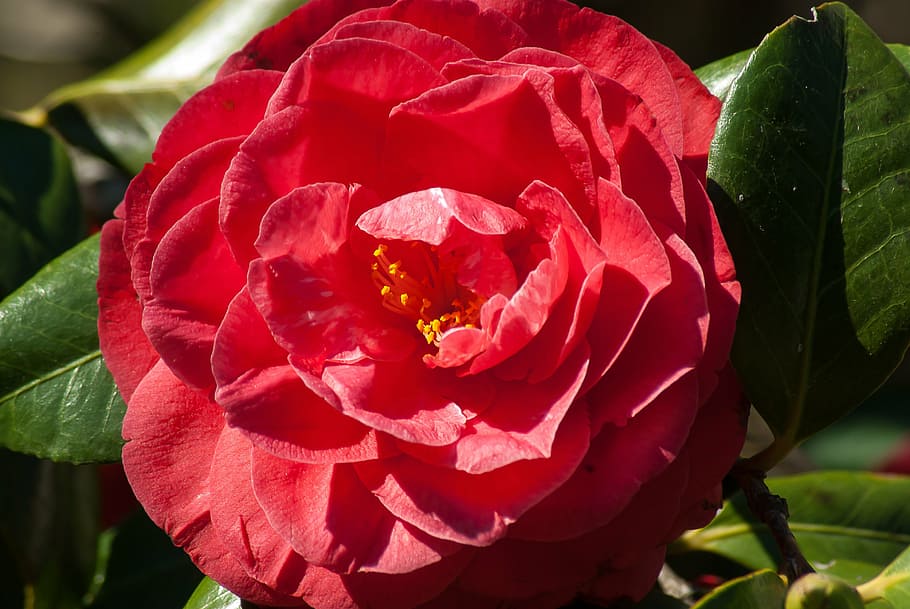 flower, camelia, petals, flowering plant, beauty in nature HD wallpaper