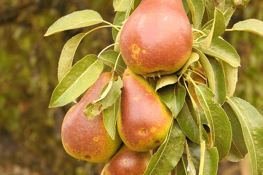 pears, branch, browned, fruit tree, fruits, healthy eating HD wallpaper