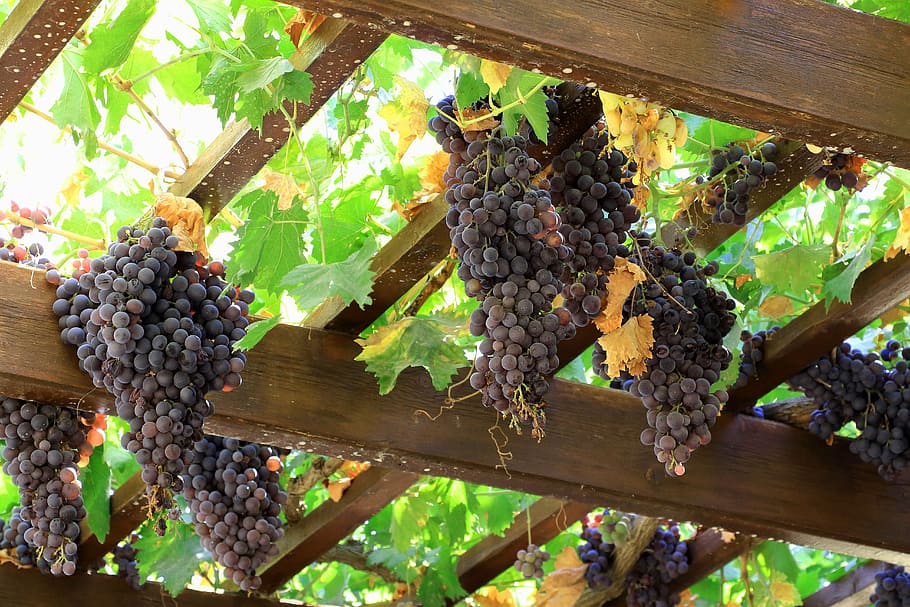 grapes, wine, fruit, vine, grapevine, blue grapes, food and drink HD wallpaper