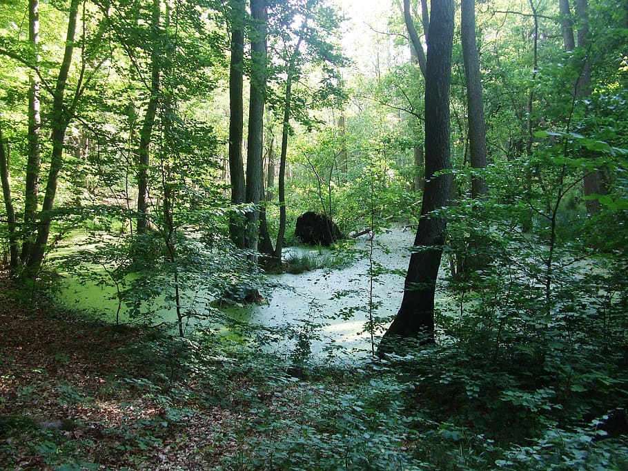 Moor, Trees, Landscape, forest, nature, scenics, woodland, outdoors HD wallpaper