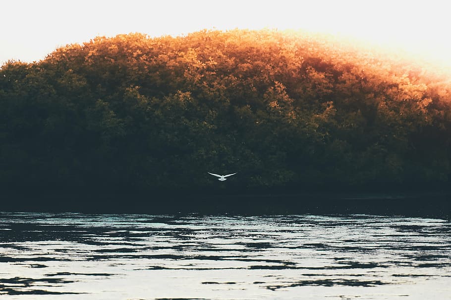 white bird flying above body of water near green trees during daytime