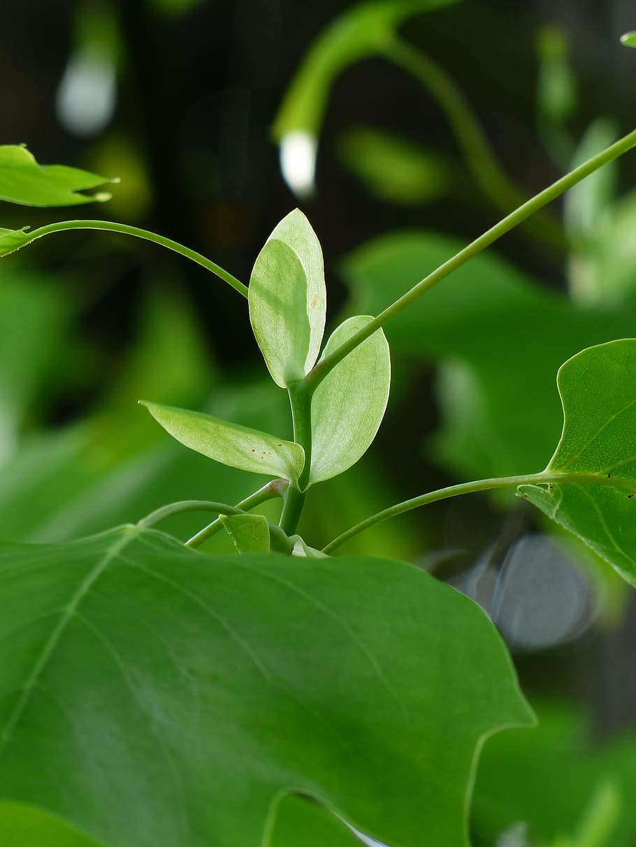 tulip tree, scion, growth, spring, liriodendron tulipifera HD wallpaper